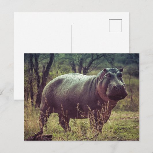 Hippopotamus Postkarte (Vorne/Hinten)