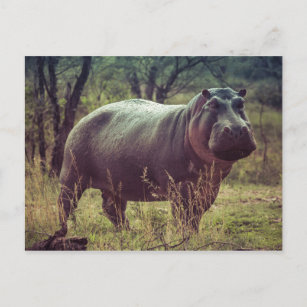 Hippopotamus Postkarte