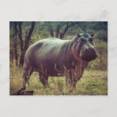 Hippopotamus Postkarte (Vorderseite)