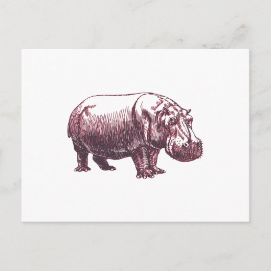 Hippopotamus Postkarte (Vorderseite)