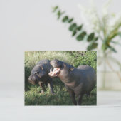 Hippopotamus Postkarte (Stehend Vorderseite)