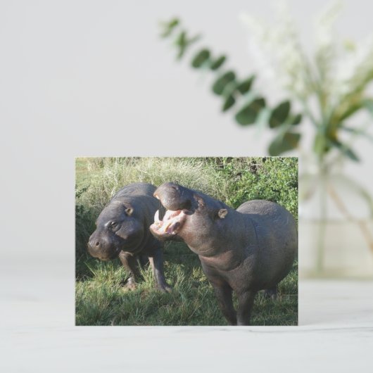 Hippopotamus Postkarte (Stehend Vorderseite)