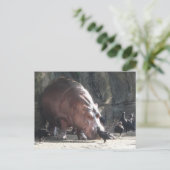 Hippopotamus Postkarte (Stehend Vorderseite)