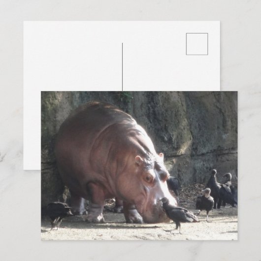 Hippopotamus Postkarte (Vorne/Hinten)