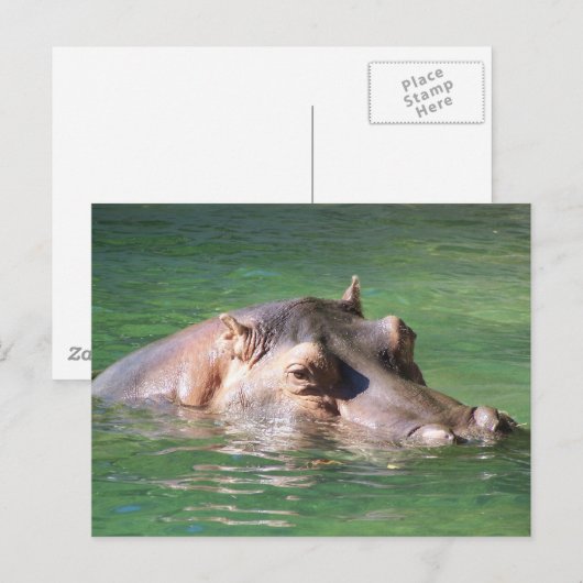 Hippopotamus Schwimmen auf der Oberfläche Postkarte (Vorne/Hinten)