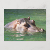Hippopotamus Schwimmen auf der Oberfläche Postkarte (Vorderseite)