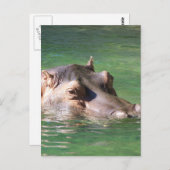 Hippopotamus Schwimmen auf der Oberfläche Postkarte (Vorne/Hinten)