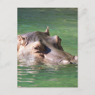 Hippopotamus-Schwimmen auf der Oberfläche Postkarte
