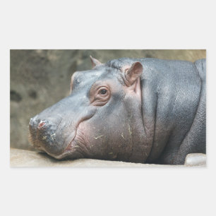 Hippopotamuskleber Rechteckiger Aufkleber