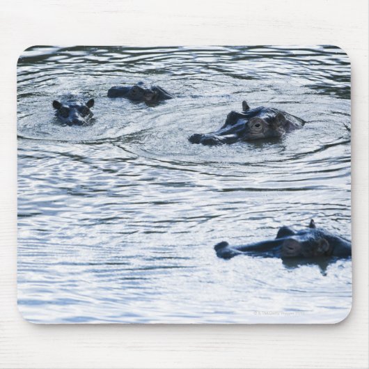 Hippopotamusse in einem Fluss, Afrika Mousepad (Vorne)