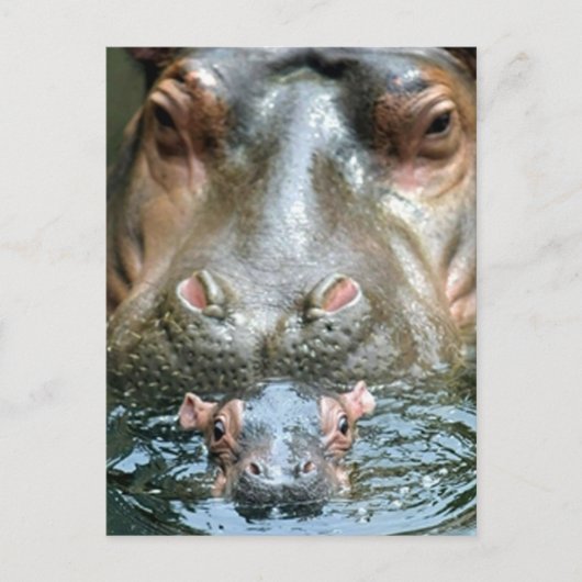Hippopotamusse und Baby Postkarte (Vorderseite)