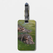 Hippos, die in einem Teich schwimmen, Gepäckanhänger (Rückseite vertikal)