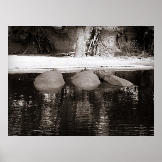 Hippos, die sich im Wasser in Schwarz und Weiß bef Poster (Vorne)