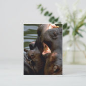 Hippos Fighting, Closeup Postkarte (Stehend Vorderseite)
