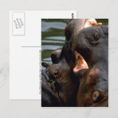 Hippos Fighting, Closeup Postkarte (Vorne/Hinten)