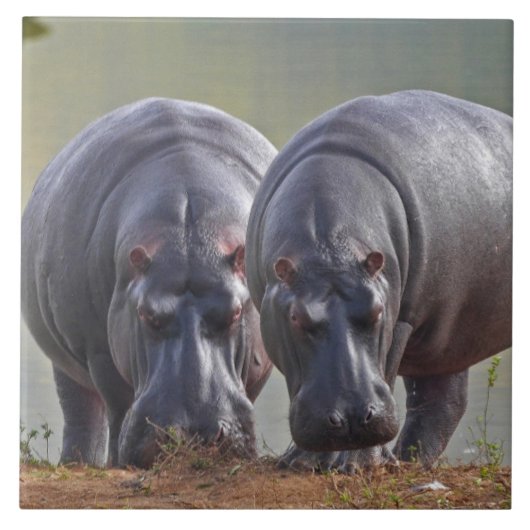 Hippos Fliese (Vorderseite)
