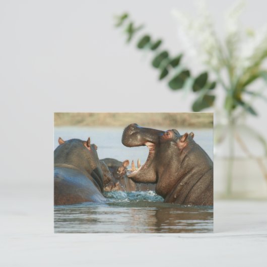 Hippos im Wasser Postkarte (Stehend Vorderseite)
