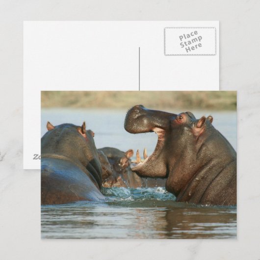 Hippos im Wasser Postkarte (Vorne/Hinten)