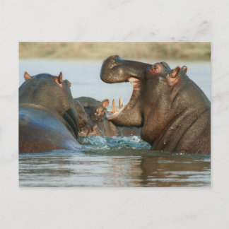 Hippos im Wasser Postkarte