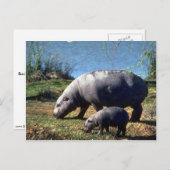 Hippos-Kuh mit kleinen Kalbfleisch Postkarte (Vorne/Hinten)
