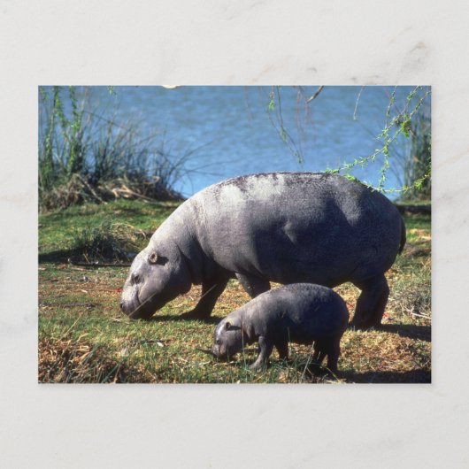 Hippos-Kuh mit kleinen Kalbfleisch Postkarte (Vorderseite)