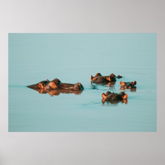 HIPPOS KÜHLEN IM DAM AB POSTER (Vorne)