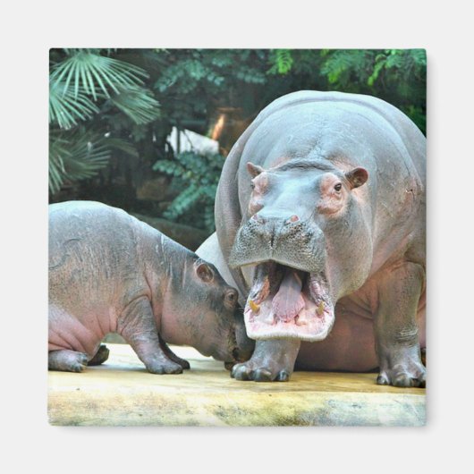 Hippos Magnet (Vorne)