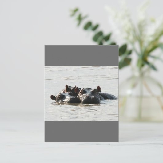 Hippos Postkarte (Stehend Vorderseite)