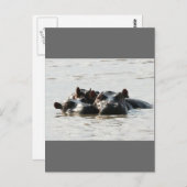 Hippos Postkarte (Vorne/Hinten)