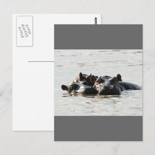 Hippos Postkarte (Vorne/Hinten)