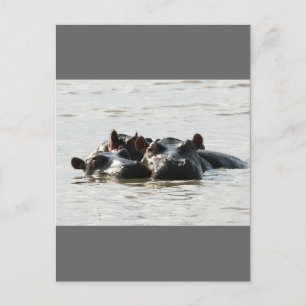 Hippos Postkarte