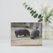 Hippos Postkarte (Stehend Vorderseite)