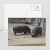 Hippos Postkarte (Vorne/Hinten)
