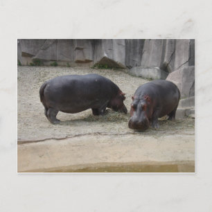 Hippos Postkarte