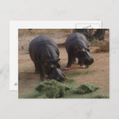 Hippos Postkarte (Vorne/Hinten)