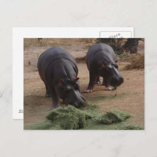 Hippos Postkarte (Vorne/Hinten)