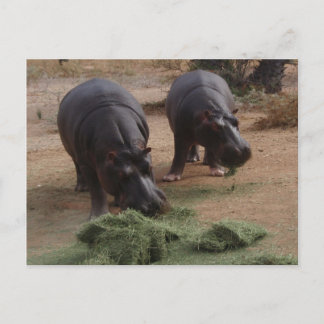 Hippos Postkarte