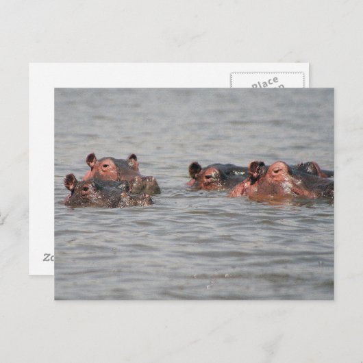 Hippos Postkarte (Vorne/Hinten)