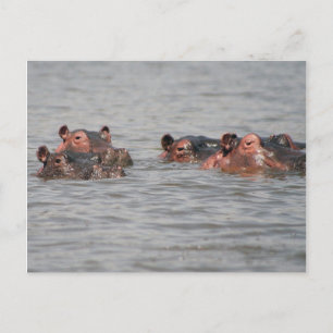 Hippos Postkarte