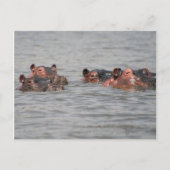 Hippos Postkarte (Vorderseite)