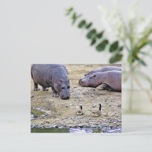HIPPOS POSTKARTE (Stehend Vorderseite)