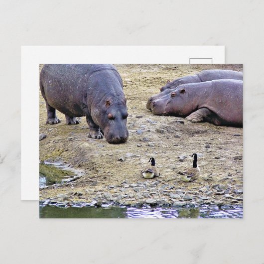 HIPPOS POSTKARTE (Vorne/Hinten)