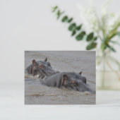 Hippos Postkarte (Stehend Vorderseite)