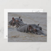 Hippos Postkarte (Vorne/Hinten)