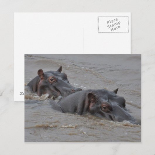 Hippos Postkarte (Vorne/Hinten)