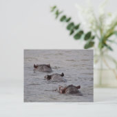 Hippos zum Schwimmen gehen Postkarte (Stehend Vorderseite)