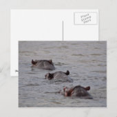 Hippos zum Schwimmen gehen Postkarte (Vorne/Hinten)