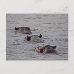Hippos zum Schwimmen gehen Postkarte