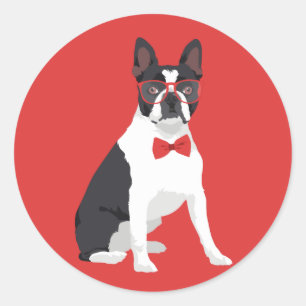 Hipster-Boston-Terrier mit roten Gläsern u. Runder Aufkleber