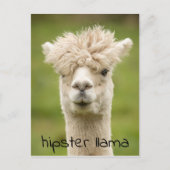 Hipster Lama Funny Hairdo Postkarte (Vorderseite)
